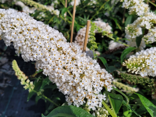 Buddleja davidii Peace Sommerflieder Peace